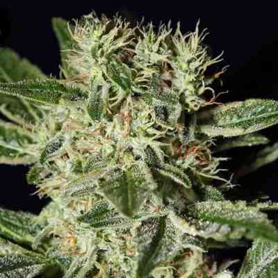 Ladyburn 1974 > Green House Seed Company | Feminized Marijuana   |  hybrid